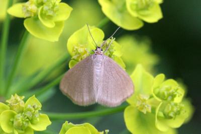 <i>Minoa murinata</i>