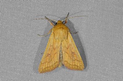 <i>Mythimna vitellina</i>