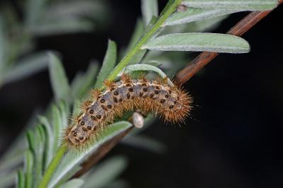 <i>Cymbalophora pudica</i>