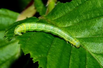 <i>Operophtera brumata</i>