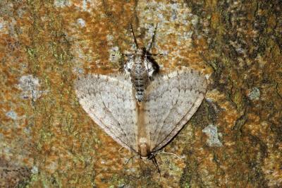<i>Operophtera brumata</i>