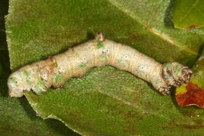 <i>Opisthograptis luteolata</i>