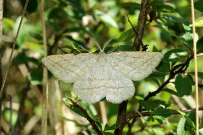 <i>Perconia strigillaria</i>