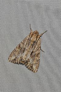 <i>Apamea monoglypha monoglypha</i>