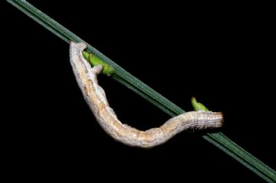 <i>Perconia strigillaria</i>