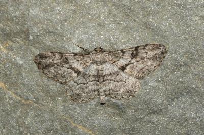 <i>Peribatodes rhomboidaria rhomboidaria</i>