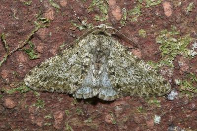 <i>Phigalia pilosaria</i>
