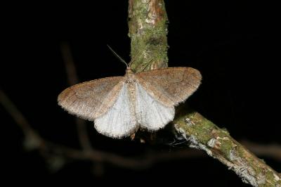 <i>Phigaliohybernia marginaria</i>