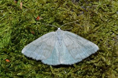 <i>Pseudoterpna pruinata</i>