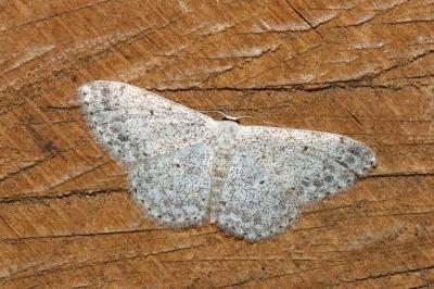 <i>Scopula marginepunctata</i>