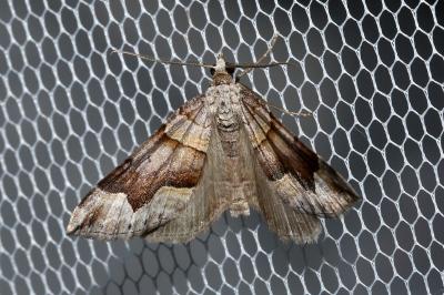 <i>Scotopteryx moeniata</i>