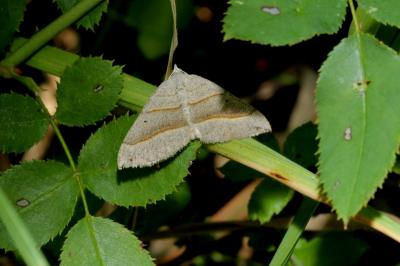 <i>Scotopteryx luridata/mucronata</i>