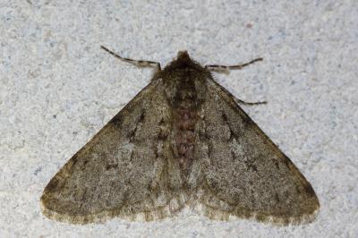 <i>Phigalia pilosaria</i>