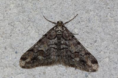 <i>Agriopis leucophaearia</i>