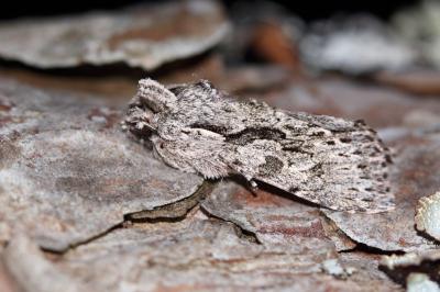<i>Xylocampa areola</i>