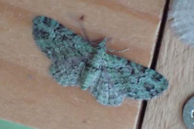 <i>Pasiphila rectangulata</i>