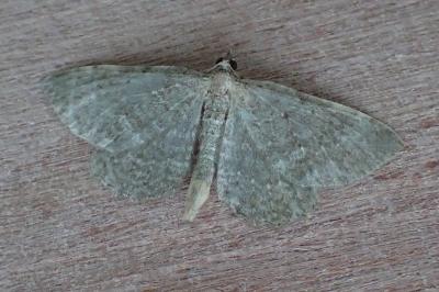 <i>Philereme vetulata</i>