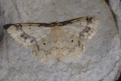 <i>Idaea trigeminata</i>