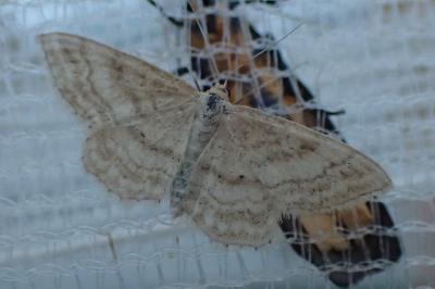 <i>Idaea macilentaria</i>