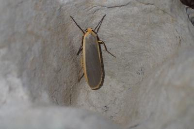 <i>Collita griseola</i>