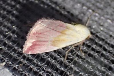 <i>Eublemma purpurina</i>