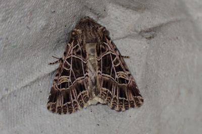 <i>Sideridis reticulata</i>