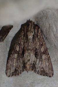 <i>Apamea monoglypha monoglypha</i>
