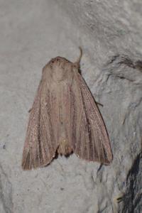 <i>Mythimna pudorina</i>