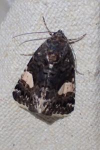 <i>Tyta luctuosa</i>