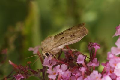 <i>Agrotis exclamationis exclamationis</i>