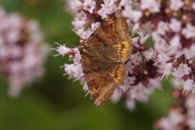 <i>Euclidia glyphica</i>