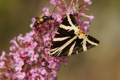 <i>Euplagia quadripunctaria</i>