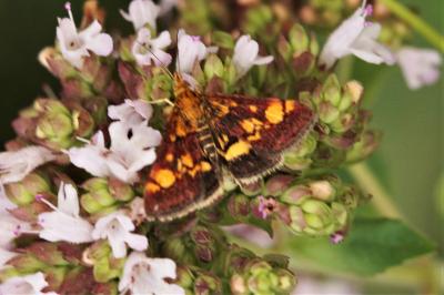 <i>Pyrausta aurata</i>