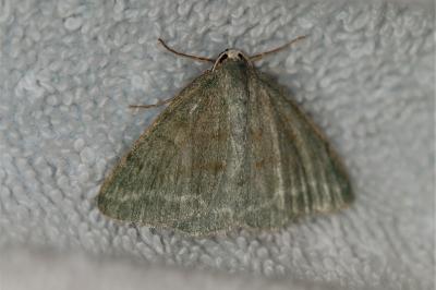 <i>Pseudoterpna pruinata</i>