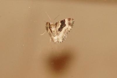 <i>Epirrhoe rivata</i>