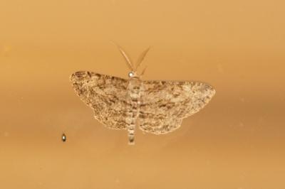 <i>Peribatodes rhomboidaria rhomboidaria</i>