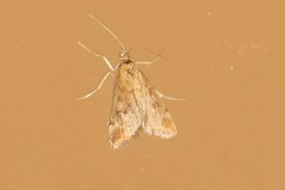<i>Pyrausta despicata</i>