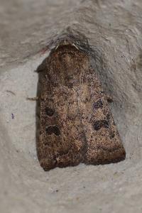<i>Hoplodrina octogenaria</i>
