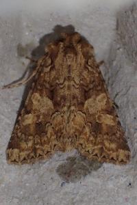 <i>Conisania luteago olbiena</i>
