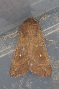 <i>Mythimna albipuncta</i>