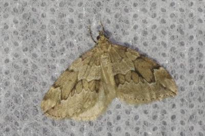 <i>Thera juniperata</i>