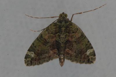 <i>Chloroclysta siterata</i>