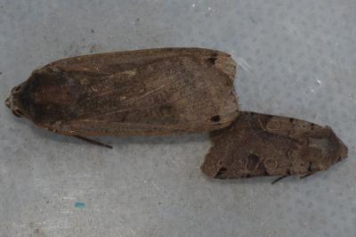 <i>Noctua pronuba</i>
