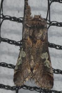 <i>Diloba caeruleocephala</i>