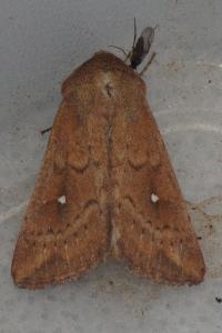 <i>Mythimna albipuncta</i>