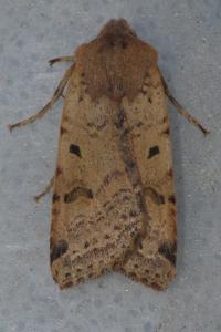 <i>Agrochola lychnidis</i>