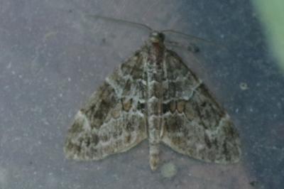 <i>Thera britannica/variata</i>