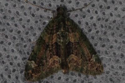 <i>Chloroclysta siterata</i>
