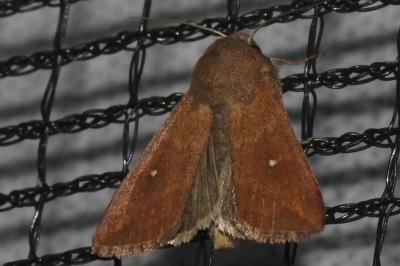 <i>Mythimna albipuncta</i>