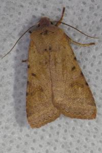 <i>Agrochola lychnidis</i>